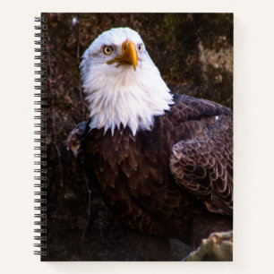 Bald Eagle-Notebook Notizbuch