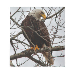 Bald Eagle Notizblock