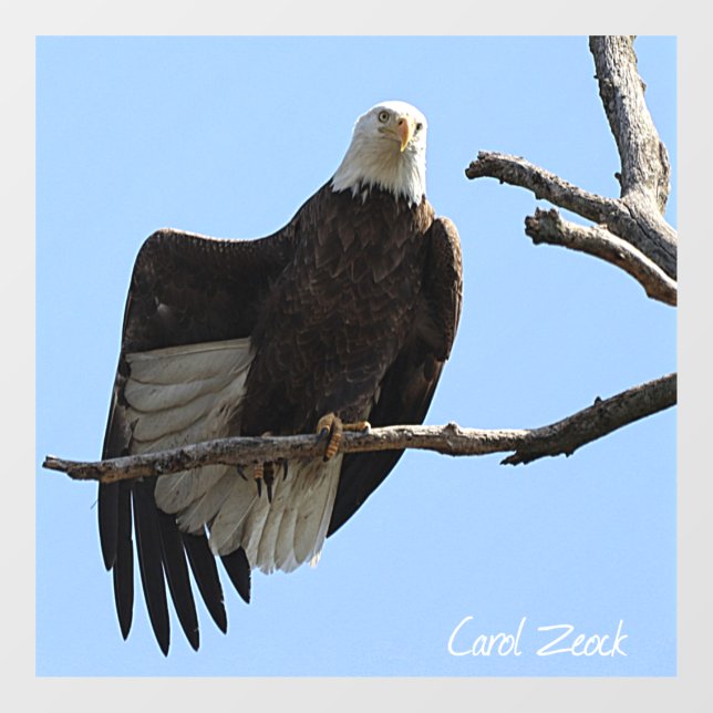 Bald Eagle of Columbiana Ohio Fensteraufkleber (Blatt)