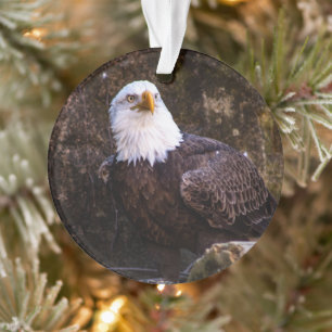 Bald Eagle Ornament