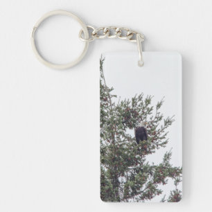 Bald Eagle P2825