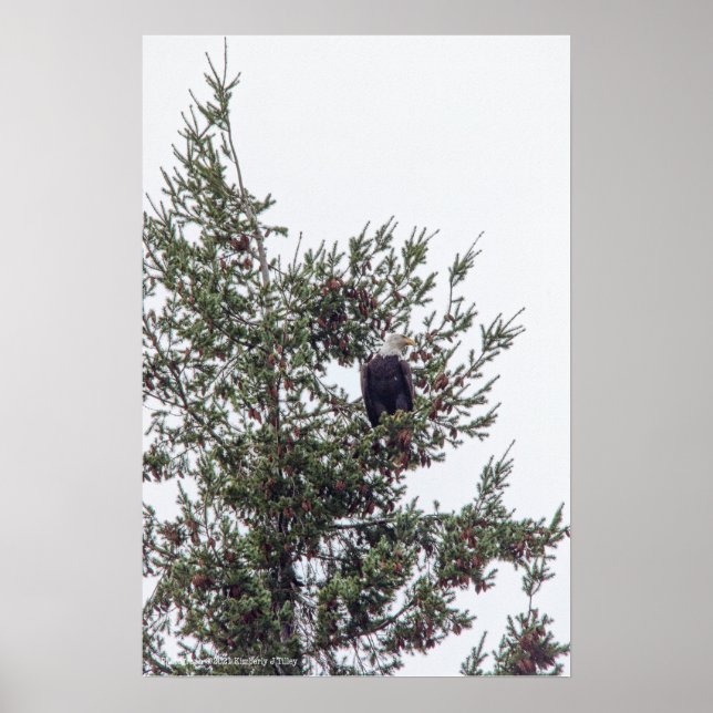 Bald Eagle P2825 Poster (Vorne)