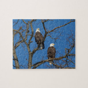 Bald Eagle Pair