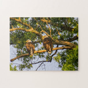 Bald Eagle Pair 