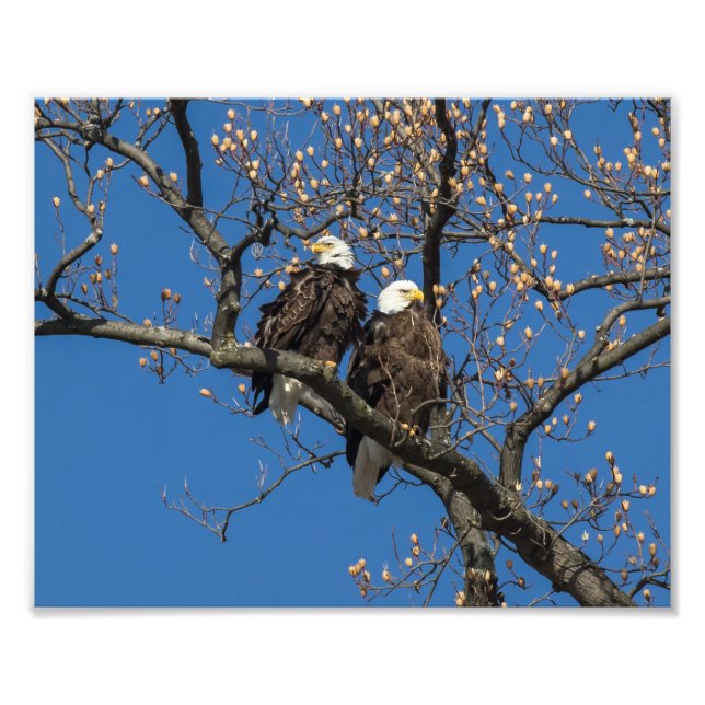 Bald Eagle Pair Fotodruck (Vorne)