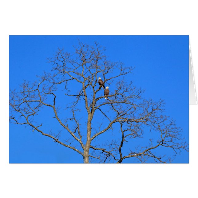 Bald Eagle Pair in Tree (Vorderseite (Horizontal))