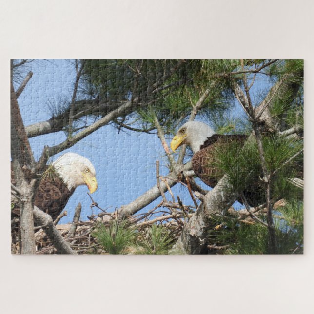 Bald Eagle Pair neigt zum Nest (Horizontal)