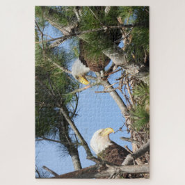 Bald Eagle Pair neigt zum Nest