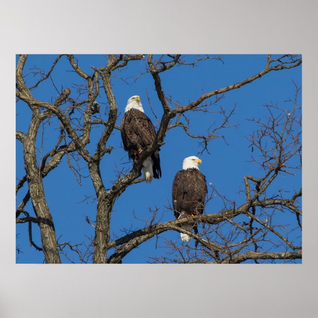 Bald Eagle Pair Poster (Vorne)