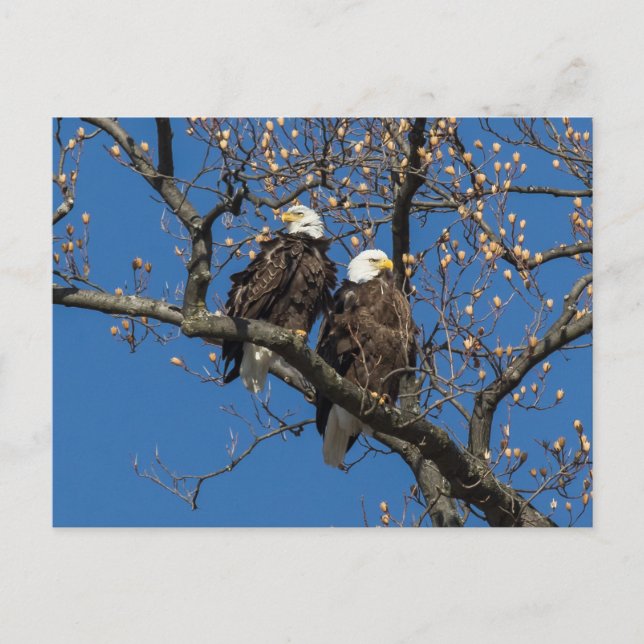 Bald Eagle Pair Postkarte (Vorderseite)