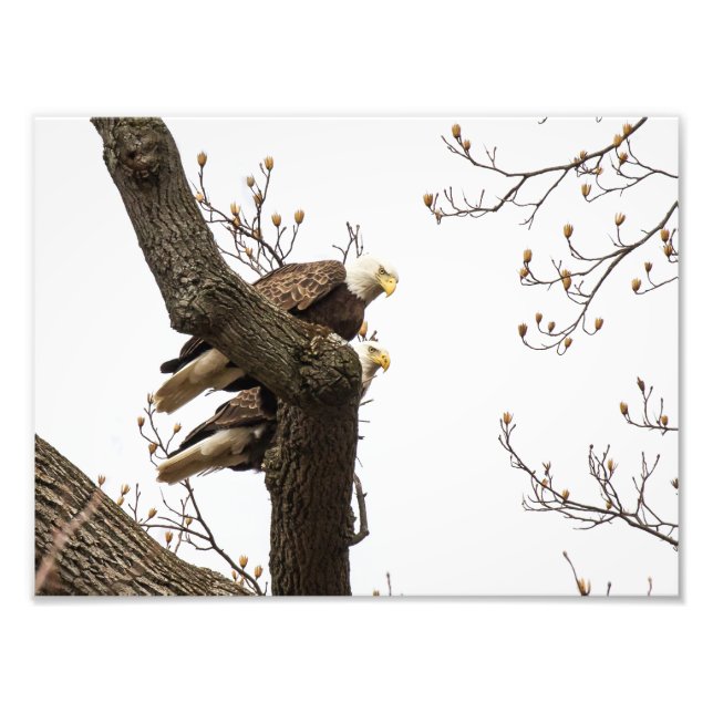 Bald Eagle Pair zusammengeknallt Fotodruck (Vorne)