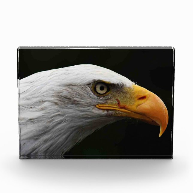 Bald Eagle pbcna Fotoblock (Vorderseite)
