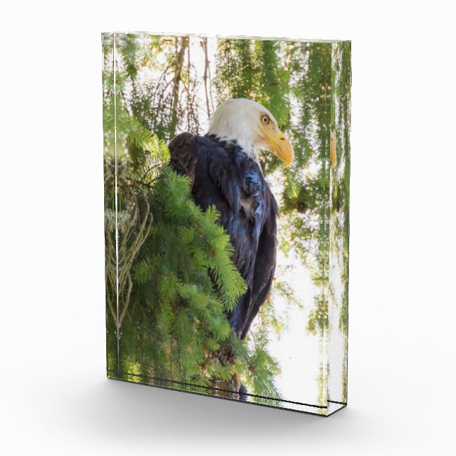 Bald Eagle perches in Douglas Fir Fotoblock (Rechts)