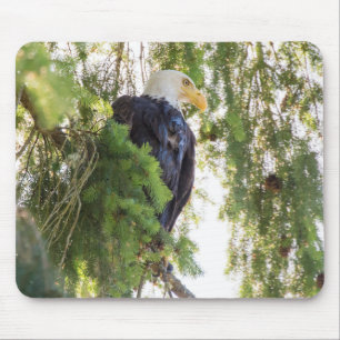 Bald Eagle perches in Douglas Fir Mousepad