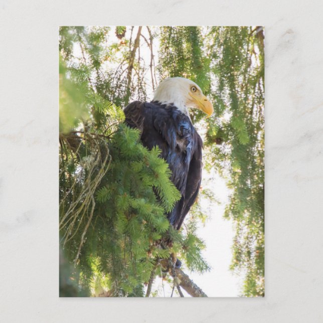 Bald Eagle perches in Douglas Fir Postkarte (Vorderseite)