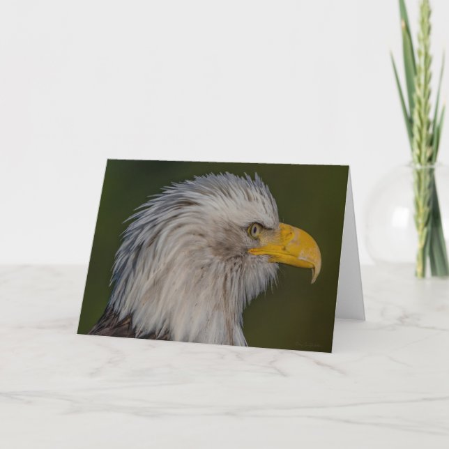 Bald Eagle Portait Vielen Dank Ihrer Karte (Vorderseite)