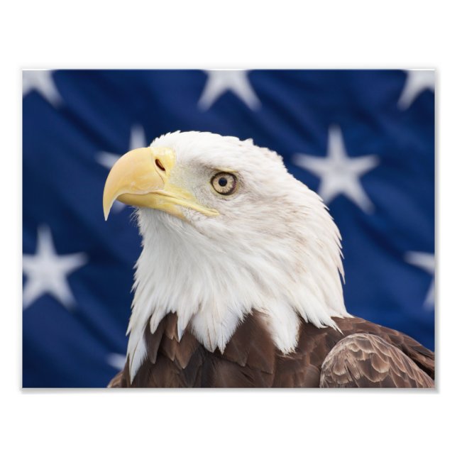 Bald Eagle Portrait mit Sternen Fotodruck (Vorne)