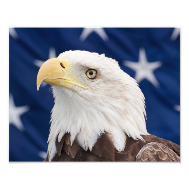 Bald Eagle Portrait mit Sternen Fotodruck (Vorne)