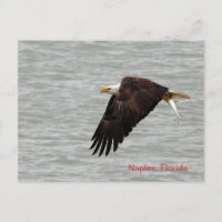 Bald Eagle Post Card