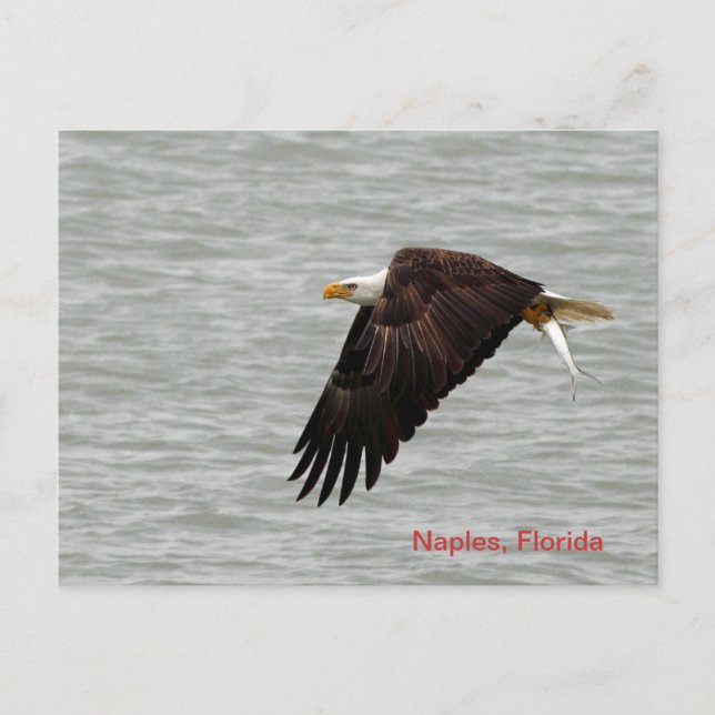 Bald Eagle Post Card Postkarte (Vorderseite)