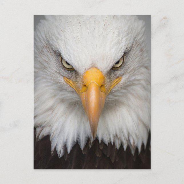 Bald Eagle Postcard Postkarte (Vorderseite)