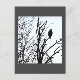 Bald Eagle Postcard Postkarte