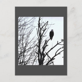 Bald Eagle Postcard Postkarte