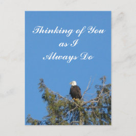 Bald Eagle Postcard Postkarte