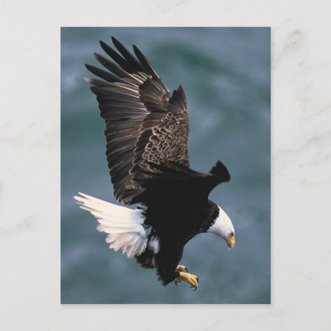 Bald Eagle Postcard Postkarte (Vorderseite)