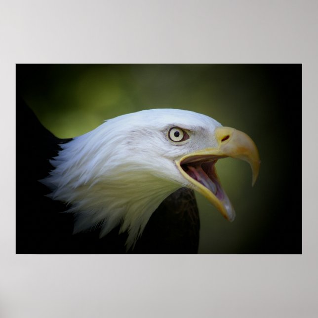 Bald Eagle Poster (Vorne)