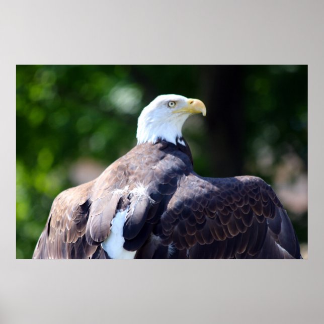 Bald Eagle Poster (Vorne)