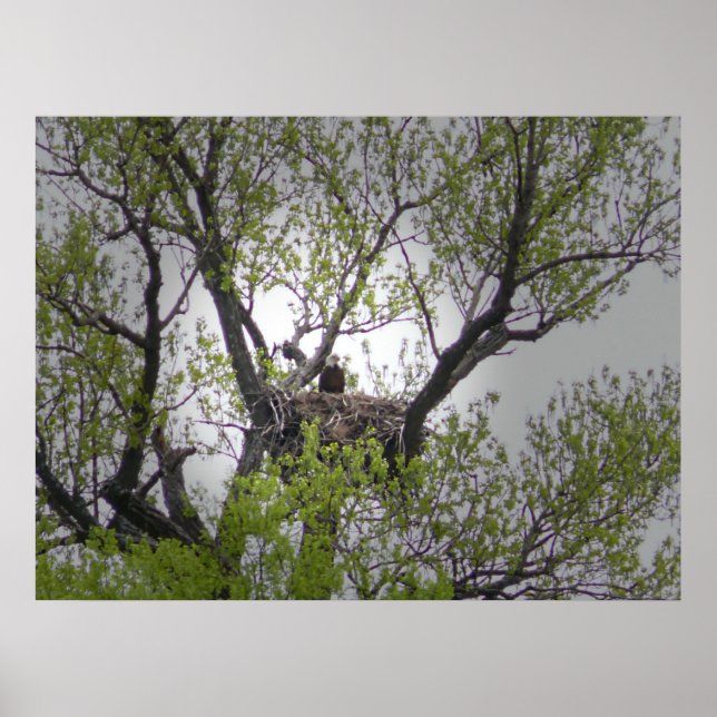 Bald Eagle - Poster (Vorne)