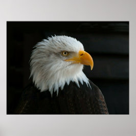 BALD EAGLE POSTER