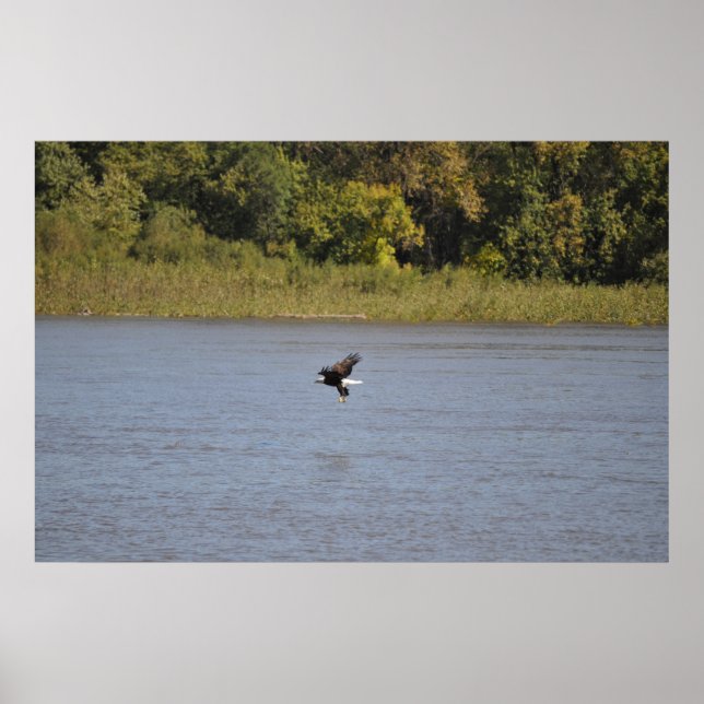 Bald Eagle Poster (Vorne)
