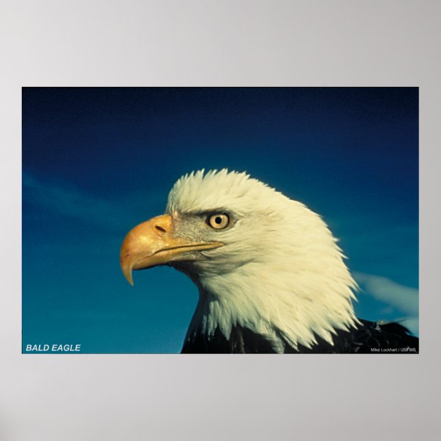 Bald Eagle Poster (Vorne)