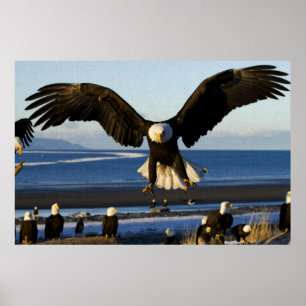 Bald-Eagle-Poster Poster