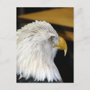 Bald Eagle Postkarte