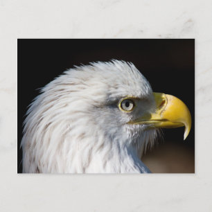 Bald Eagle Postkarte