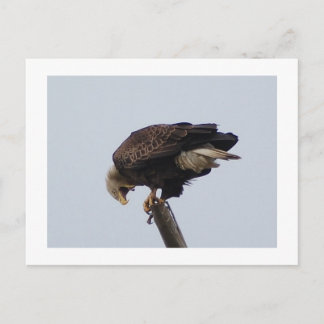Bald Eagle Postkarte