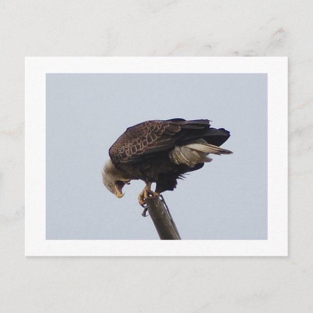 Bald Eagle Postkarte (Vorderseite)
