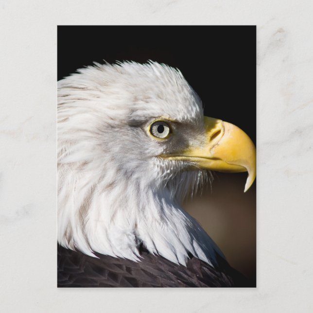 Bald Eagle Postkarte (Vorderseite)