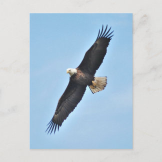 Bald Eagle Postkarte