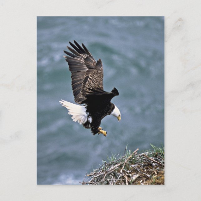 Bald Eagle Postkarte (Vorderseite)