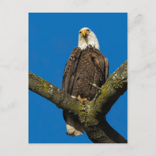 Bald Eagle Postkarte