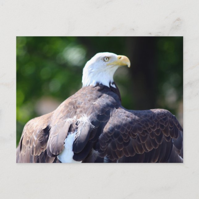 Bald Eagle Postkarte (Vorderseite)