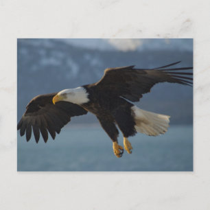 Bald Eagle Postkarte