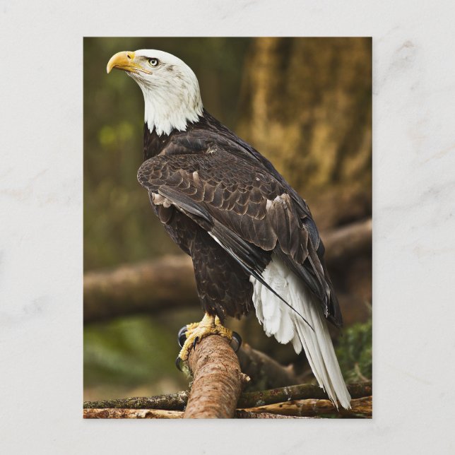 Bald Eagle Postkarte (Vorderseite)