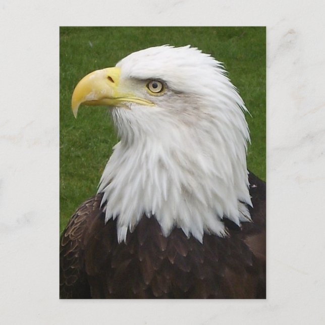Bald Eagle Postkarte (Vorderseite)