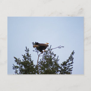 Bald Eagle Postkarte