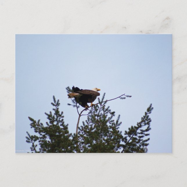 Bald Eagle Postkarte (Vorderseite)